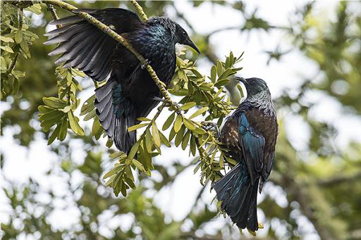 Project Kereru