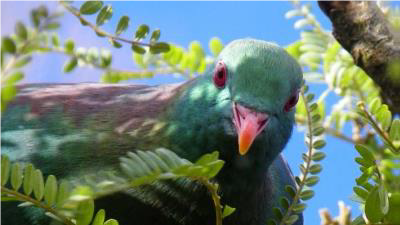 Project Kereru3